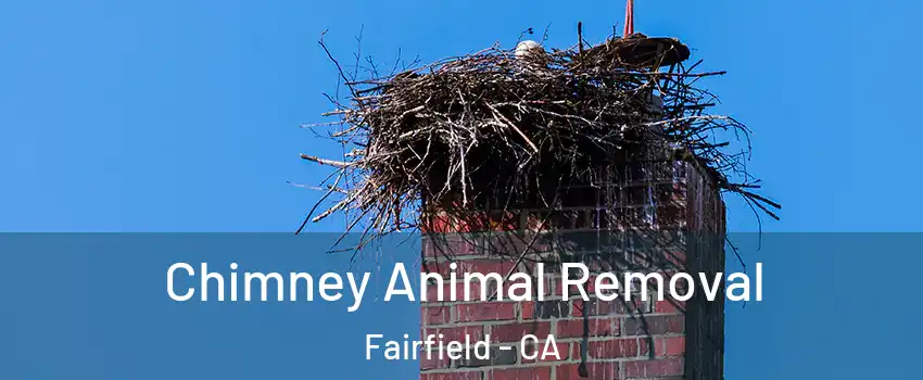  Chimney Animal Removal Fairfield - CA